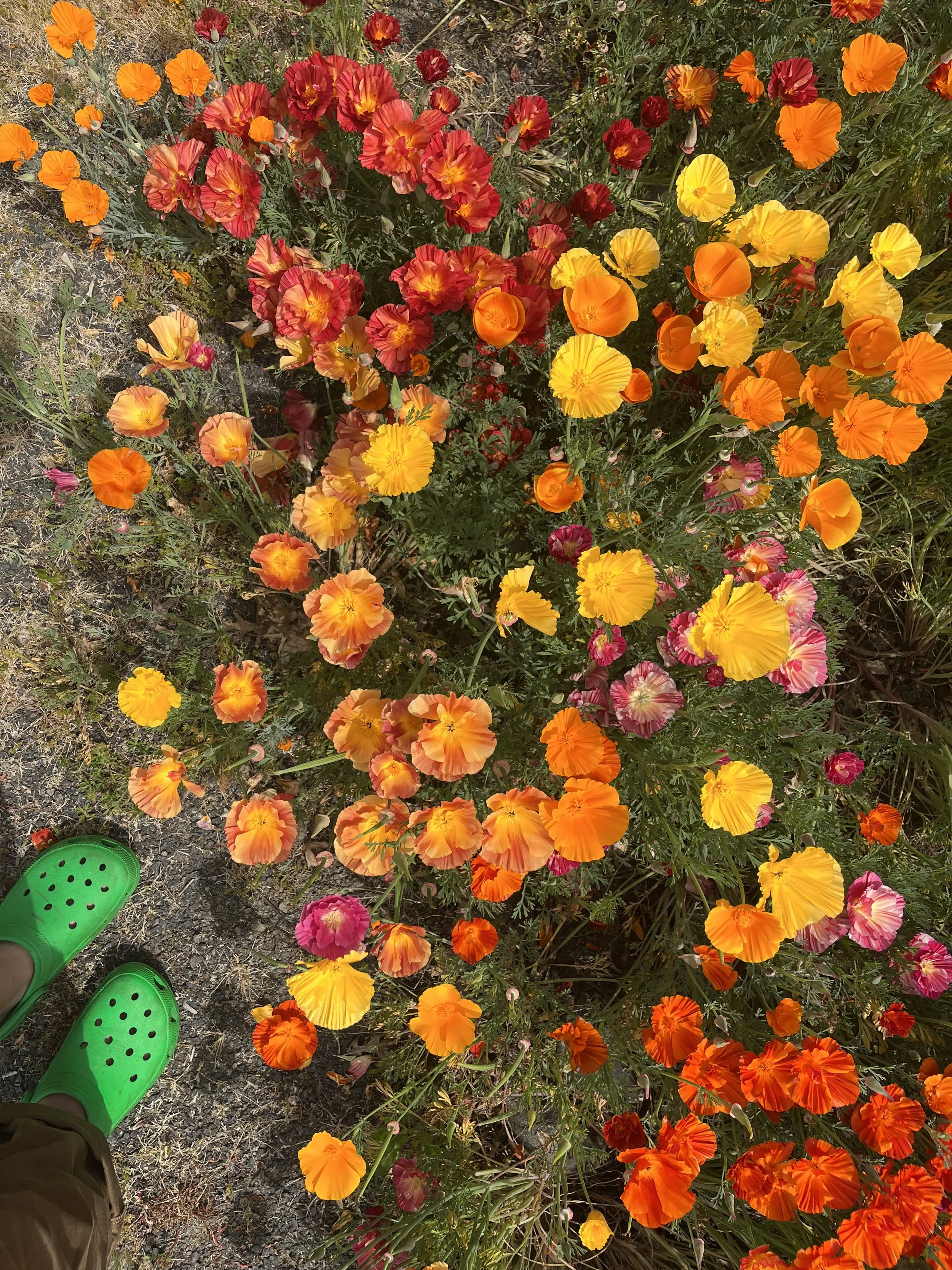  A teensy sampling of my poppyland… 